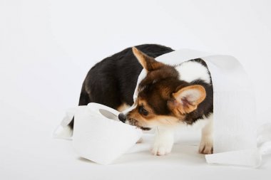 beyaz arka plan üzerinde tuvalet kağıdı ile oynarken sevimli galce corgi köpek yavrusu