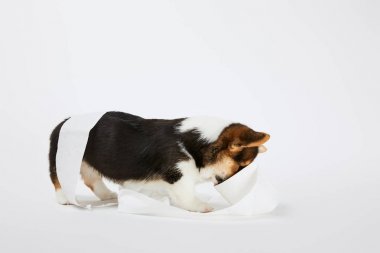 beyaz arka plan üzerinde tuvalet kağıdı ile oynarken sevimli galce corgi köpek yavrusu