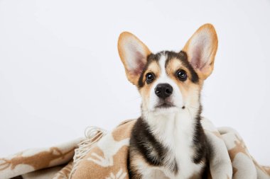 battaniye içinde sevimli galce corgi köpek yavrusu beyaz izole 