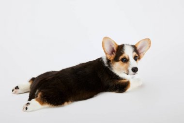 adorable welsh corgi puppy lying on white background clipart