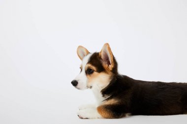sevimli galce corgi köpek yalan ve beyaz arka plan üzerinde uzağa bakıyor