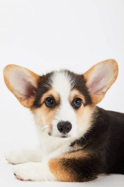 sevimli galce corgi köpek yavrusu uzakta beyaz izole bakıyor