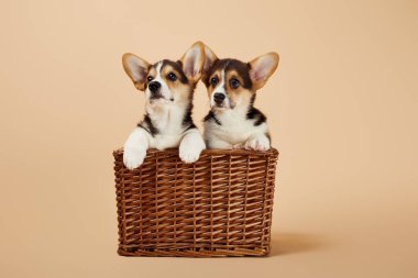 bej arka planda hasır sepet sevimli kabarık corgi yavru