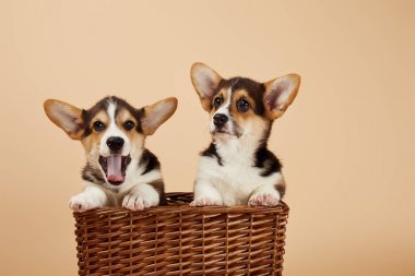 welsh corgi puppies in wicker basket isolated on beige clipart