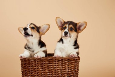bej izole hasır sepet kabarık galce corgi yavru