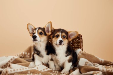bej izole hasır sepet yakınında battaniye üzerinde sevimli corgi yavru