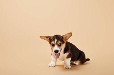 sevimli galce corgi köpek bej arka planda dil gösteren