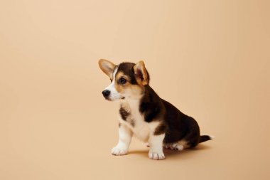 sevimli galce corgi köpek yavrusu bej arka plan üzerinde uzağa bakıyor