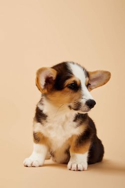 sevimli galce corgi köpek yavrusu bej uzakta bakıyor