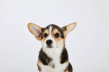 beyaz izole sevimli kulakları ile galler corgi köpek yavrusu 