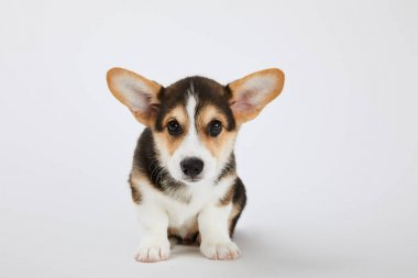 sevimli galce corgi köpek yavrusu beyaz kamera bakıyor