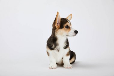 sevimli corgi köpek yavrusu oturan ve beyaz arka plan üzerinde uzağa bakıyor