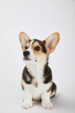beyaz arka planda oturan sevimli galce corgi köpek yavrusu