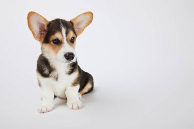 sevimli kabarık galce corgi köpek yavrusu uzakta beyaz bakıyor