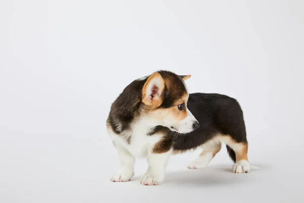 Lindo Galés Corgi Cachorro Mirando Lejos Blanco Fondo — Foto de Stock