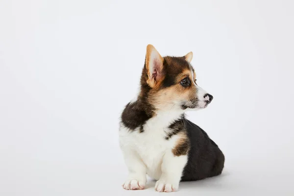 Adorável Galês Corgi Filhote Cachorro Olhando Para Longe Fundo Branco — Fotografia de Stock