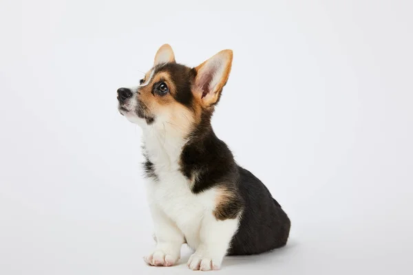 Galês Corgi Filhote Cachorro Olhando Para Longe Fundo Branco — Fotografia de Stock