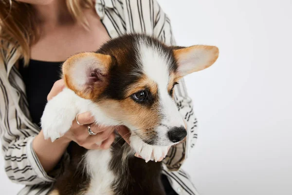 Vista Parziale Della Ragazza Bionda Con Cucciolo Corgi Gallese Isolato — Foto Stock