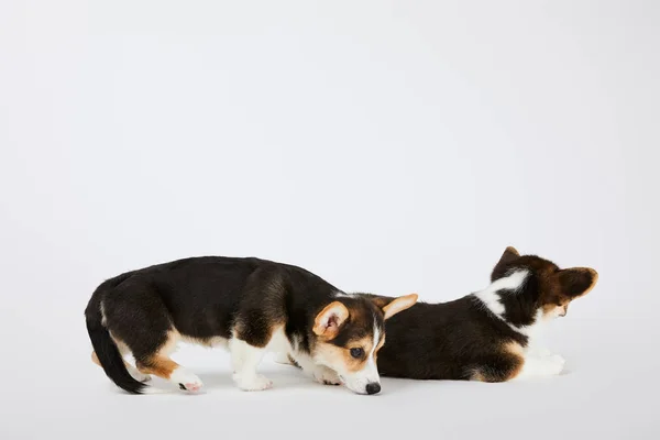 Side View Cute Welsh Corgi Puppies White Background — стоковое фото