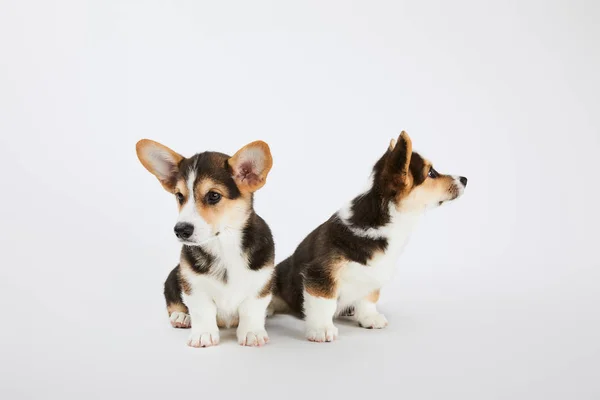 Adorables Cachorros Corgi Galeses Sobre Fondo Blanco — Foto de Stock