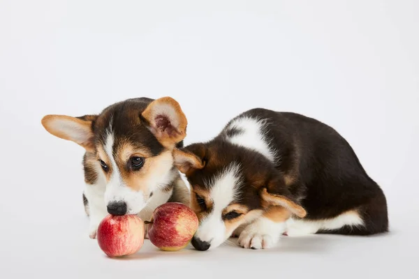 Lindos Cachorros Corgi Galeses Con Manzanas Rojas Sobre Fondo Blanco — Foto de Stock