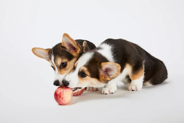 Niedliche Walisische Corgi Welpen Spielen Mit Reifen Äpfeln Auf Weißem — Stockfoto