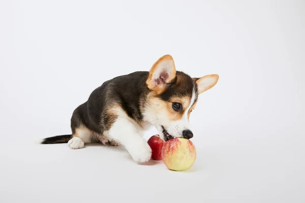 Lindo Galés Corgi Cachorro Jugando Con Manzanas Maduras Sobre Fondo — Foto de Stock