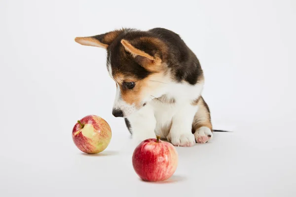 배경에 사과를보고 귀여운 웨일스어 강아지 — 스톡 사진