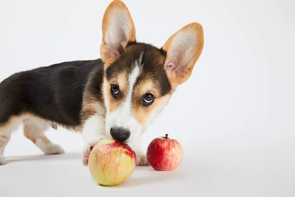 배경에 맛있는 사과와 귀여운 웨일스어 강아지 — 스톡 사진