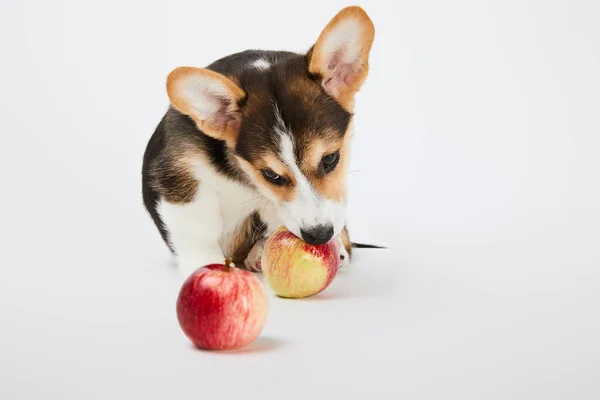 Adorable Perrito Corgi Galés Con Manzanas Maduras Sobre Fondo Blanco —  Fotos de Stock