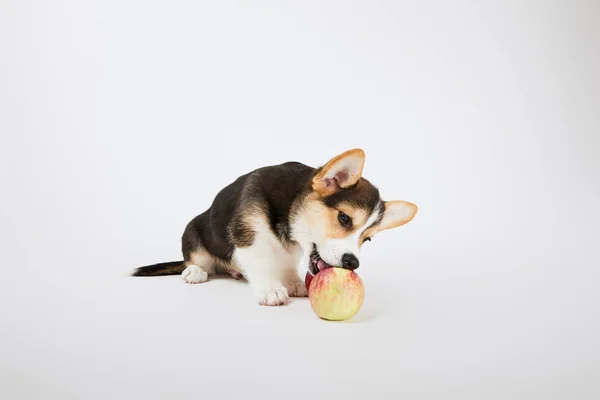 Cute Welsh Corgi Puppy Ripe Apple White Background — Stock Photo, Image