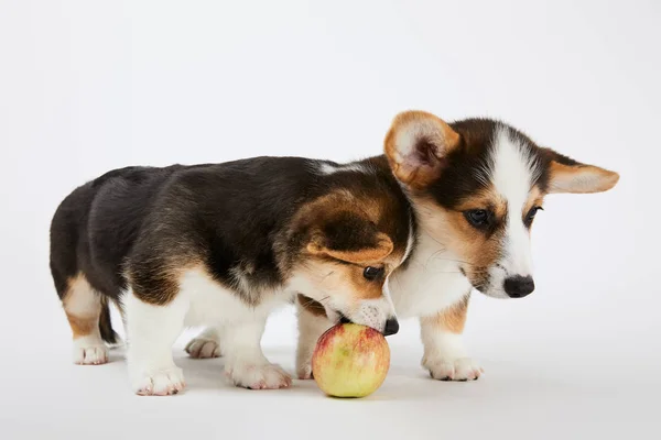 Lindos Cachorros Corgi Galeses Con Sabrosa Manzana Sobre Fondo Blanco —  Fotos de Stock