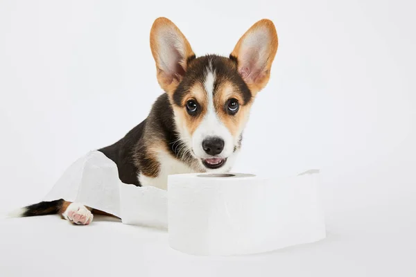 白い背景にトイレットペーパーで遊ぶかわいいウェールズのコーギー子犬 — ストック写真