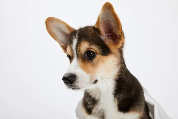 Lindo Galés Corgi Cachorro Mirando Lejos Aislado Blanco — Foto de Stock