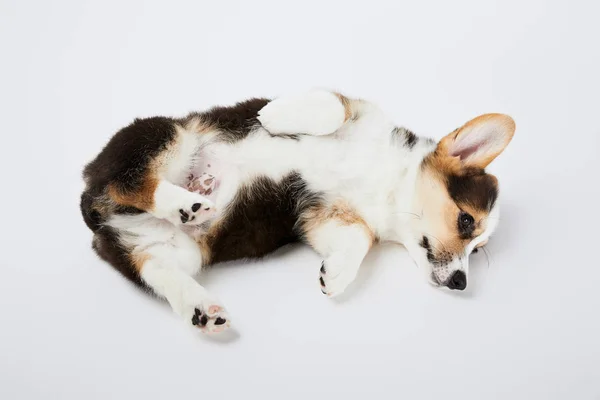 Lindo Galés Corgi Cachorro Acostado Sobre Fondo Blanco — Foto de Stock