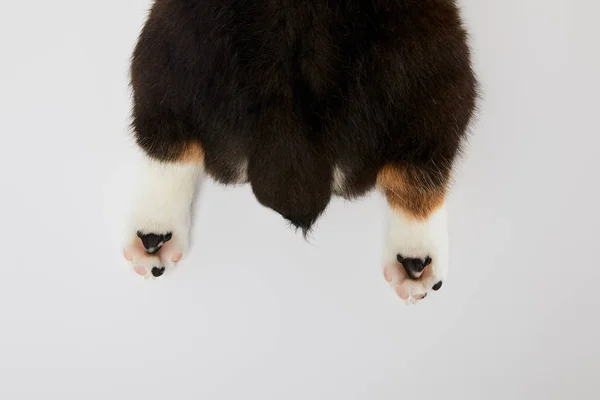 かわいいウェールズのコーギーの子犬の足と尾の部分的なビューは 白に隔離 — ストック写真