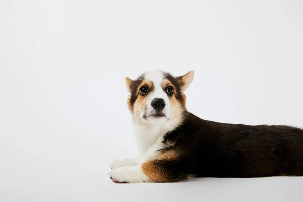 Bedårende Fluffy Walisisk Corgi Hvalp Liggende Hvid Baggrund - Stock-foto