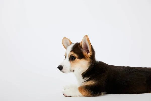 Cute Welsh Corgi Puppy Leżącego Patrząc Dala Białym Tle — Zdjęcie stockowe