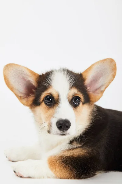 Cute Welsh Corgi Puppy Looking Away Isolated White — Stock Photo, Image