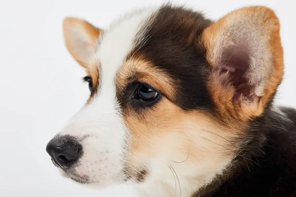 Lähikuva Näkymä Söpö Welsh Corgi Pentu Eristetty Valkoinen — kuvapankkivalokuva