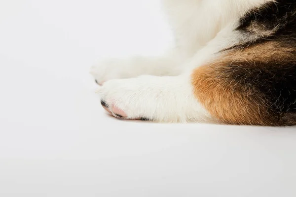 Gedeeltelijke Weergave Van Schattige Welsh Corgi Puppy Paws Witte Achtergrond — Stockfoto