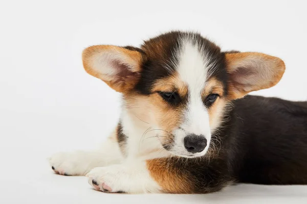 Peludo Corgi Cachorro Acostado Mirando Hacia Otro Lado Sobre Fondo —  Fotos de Stock