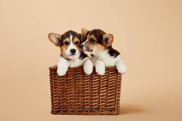 cute welsh corgi puppies in wicker basket on beige background