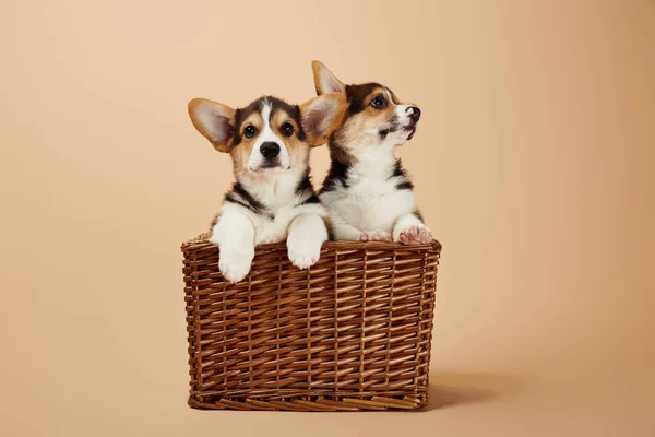 Lindos Cachorros Corgi Canasta Mimbre Sobre Fondo Beige — Foto de Stock