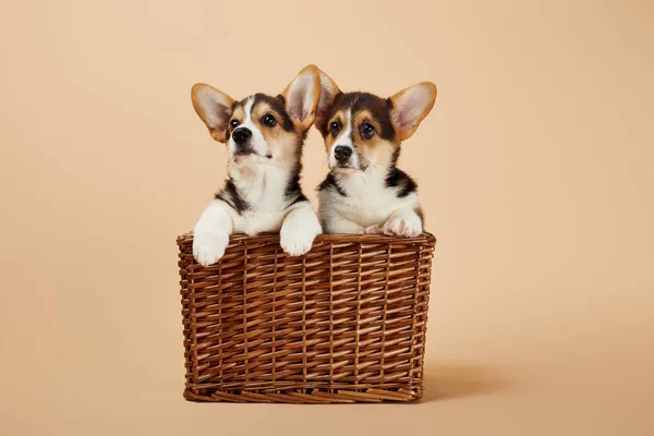 Lindo Peludo Corgi Cachorros Canasta Mimbre Sobre Fondo Beige —  Fotos de Stock