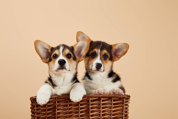 cute welsh corgi puppies in wicker basket looking at camera isolated on beige