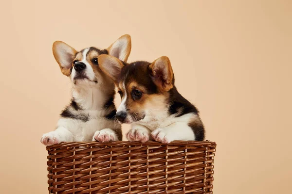 Lindos Cachorros Corgi Galeses Canasta Mimbre Aislado Beige —  Fotos de Stock