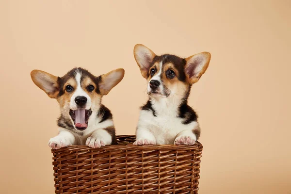 Cachorros Corgi Galeses Canasta Mimbre Aislados Beige — Foto de Stock