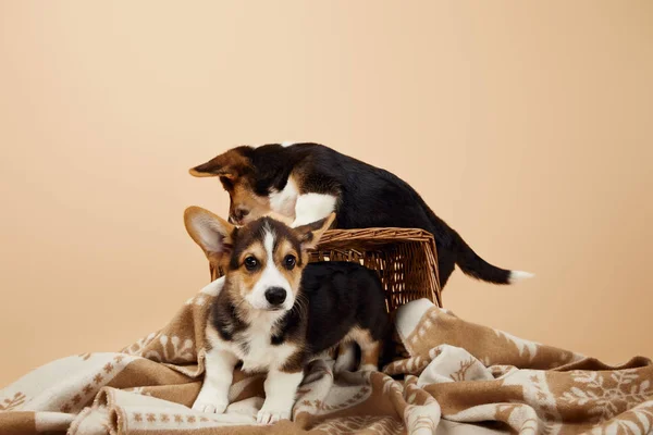 Adorable Welsh Corgi Puppies Blanket Wicker Basket Isolated Beige — Stock Photo, Image