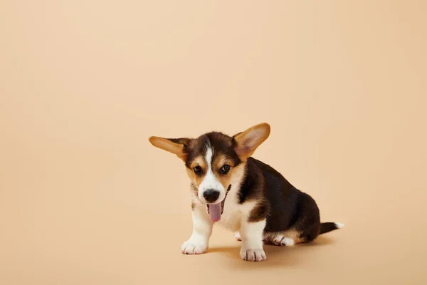 Cute Welsh Corgi Puppy Showing Tongue Beige Background — Stock Photo, Image